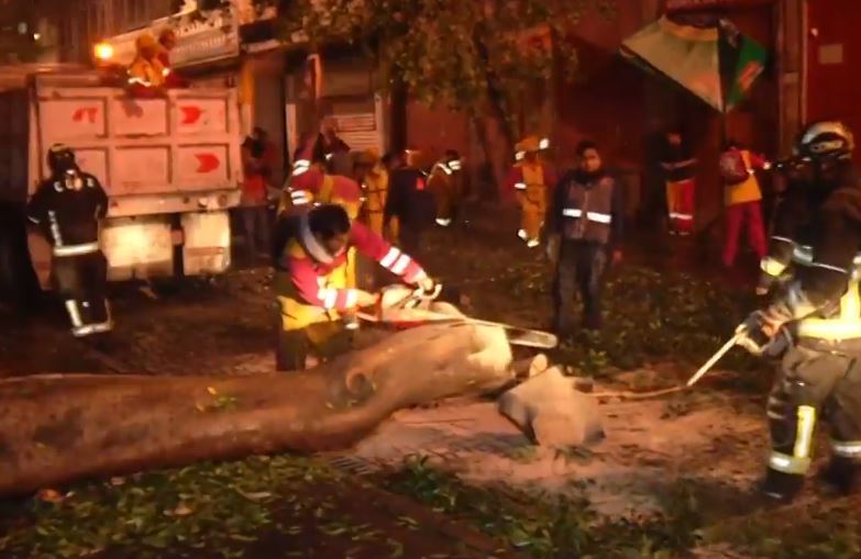 Bomberos retiran árbol caído en el centro de la Ciudad de México