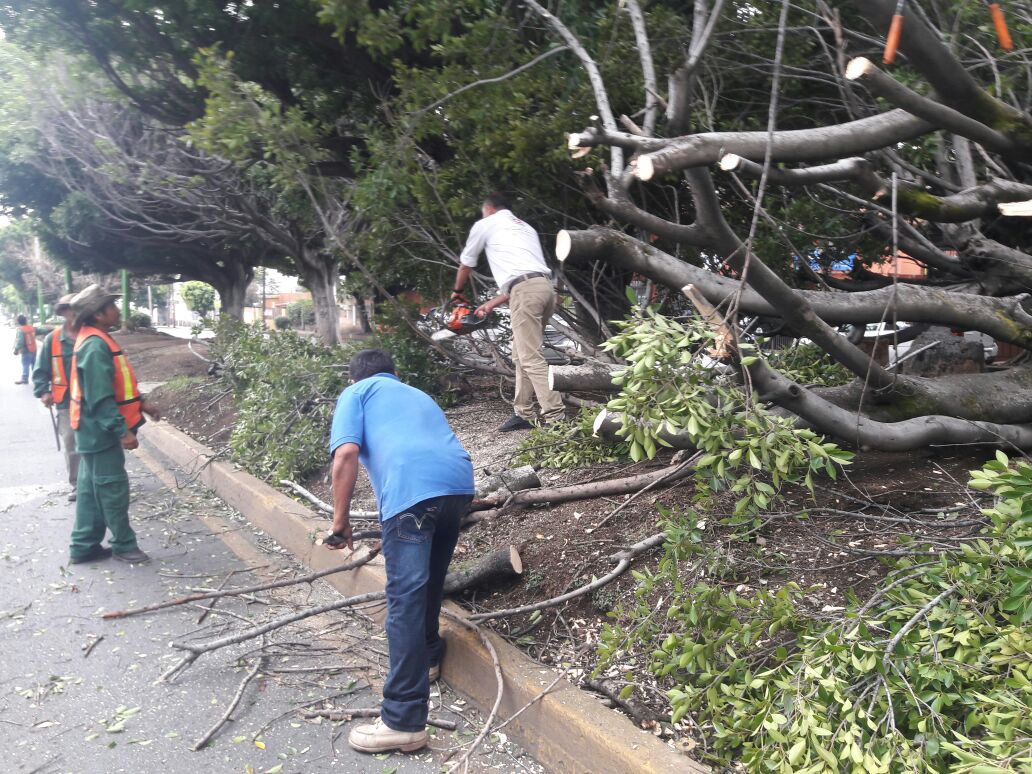 Lluvias provocan caída de árboles en Cuernavaca, Morelos