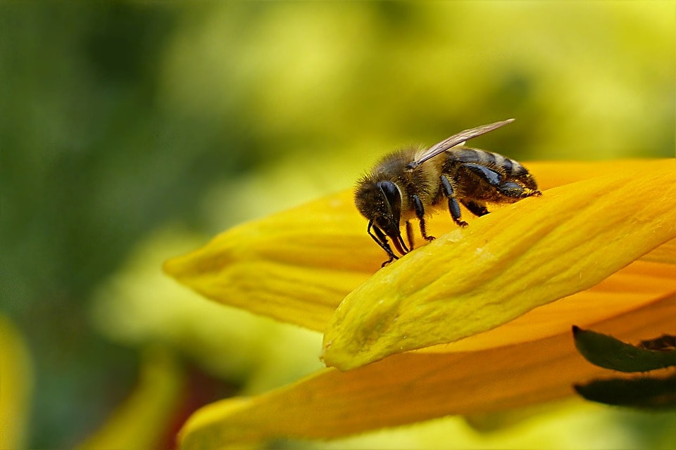 abeja-polinizando-una-flor-en-uno-de-sus-habitats-naturales