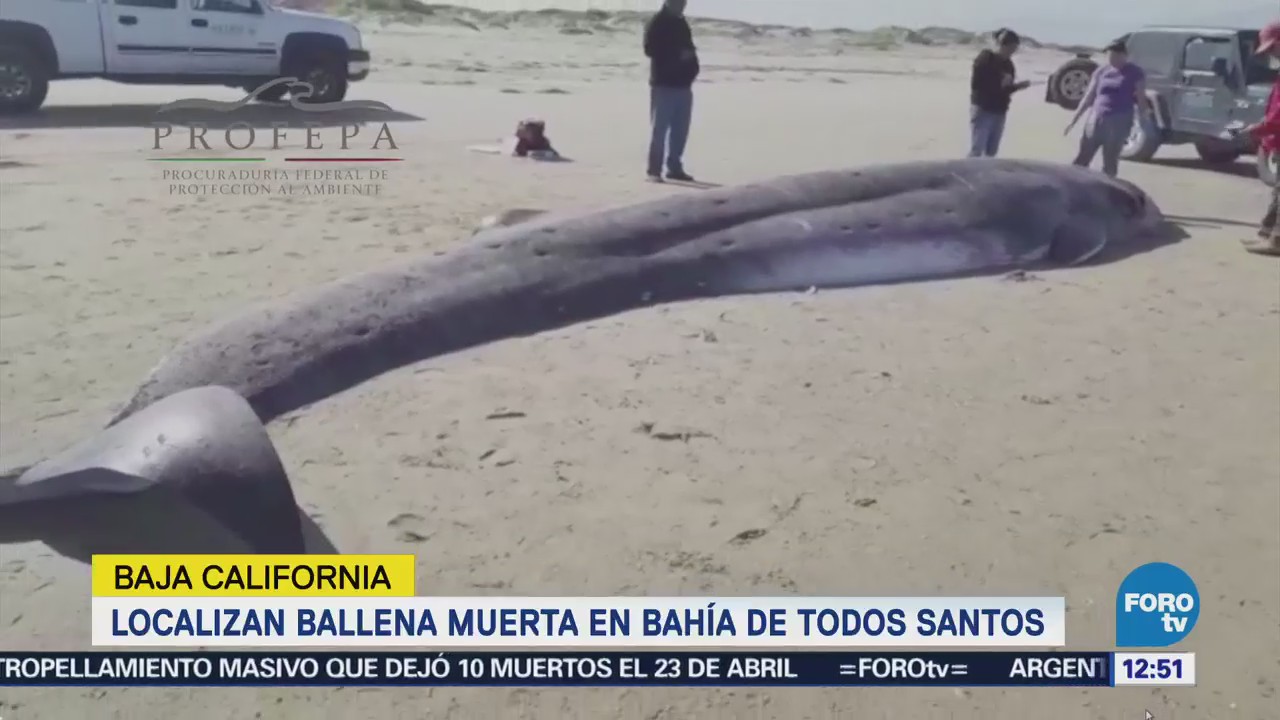 Encuentran ballena muerta en Ensenada, Baja California