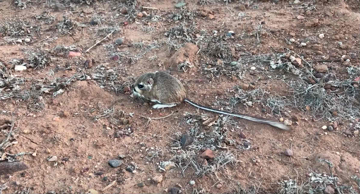 especie-rata-canguro-san-quintin-que-se-pensaba-extinta-reaparece-baja-california