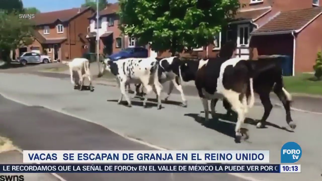 Vacas se adueñan de ciudad de