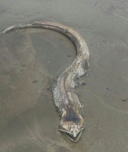 Extraña criatura marina aparece en playa de Mazatlán