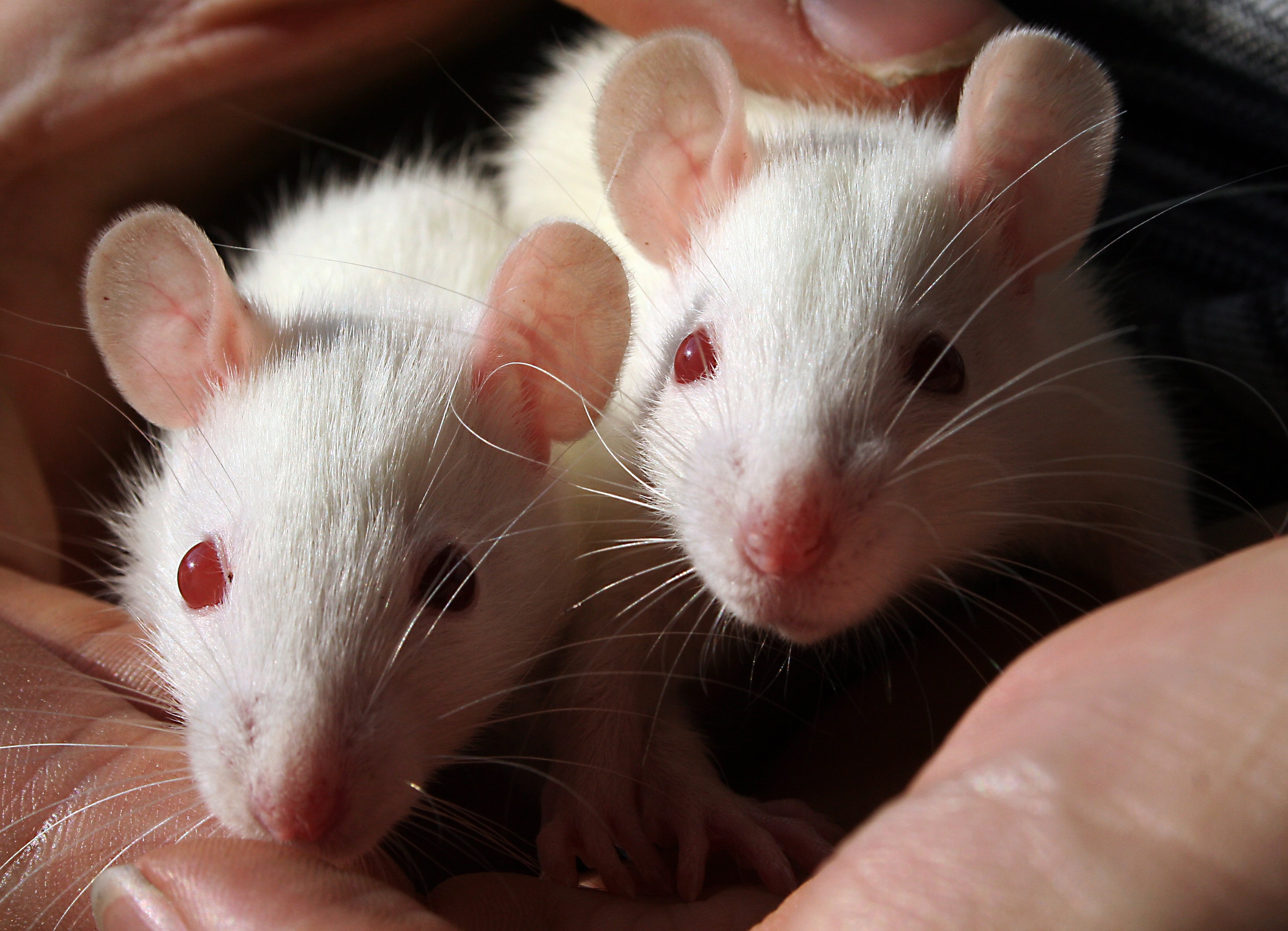 ratas-laboratorio-como-las-usadas-en-el-estudio-que-descubrio-la-relacion-entre-el-tabaquismo-y-la-caida-en-la-calidad-muscular
