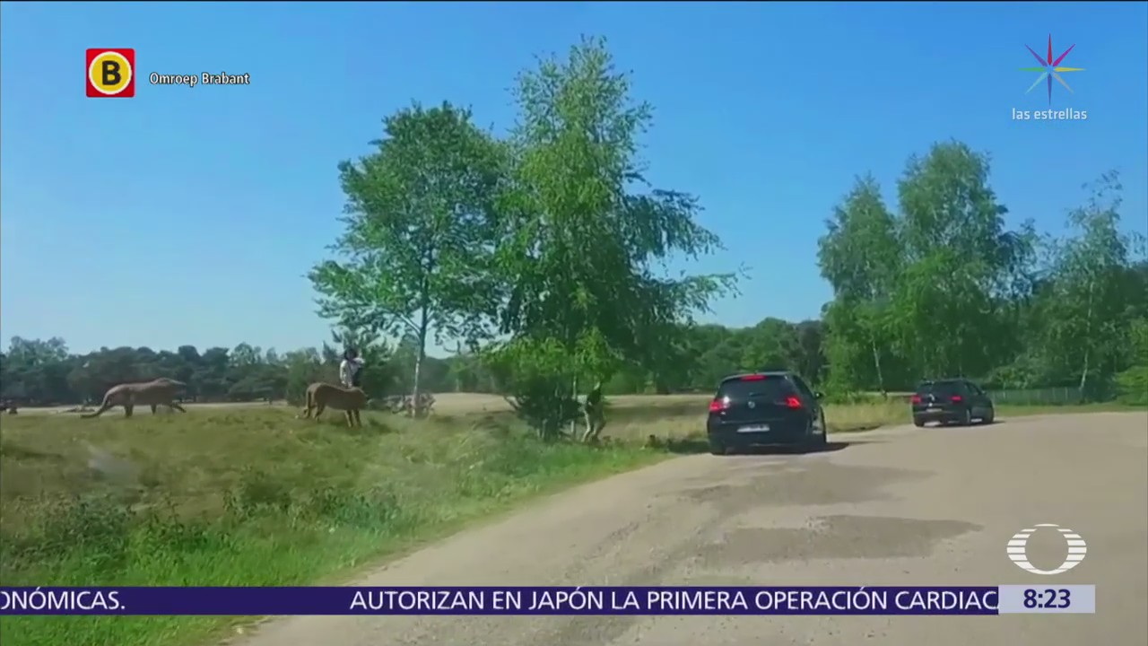 Guepardos acechan a familia tras bajarse de vehículo en safari de Holanda
