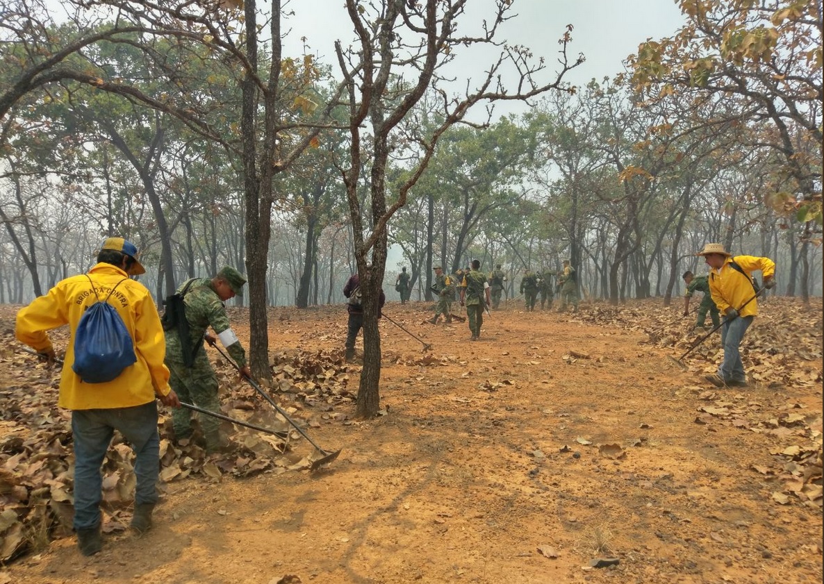 Reportan intensa temporada de incendios forestales en Yucatán y Q Roo