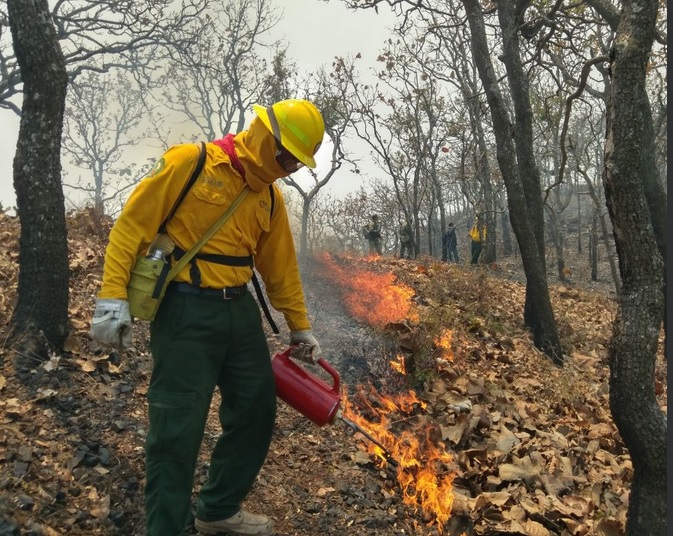 Más de 300 brigadistas atienden incendios forestales en Sinaloa
