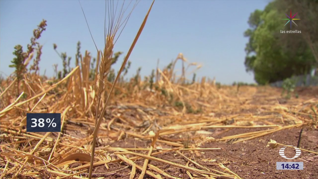 Reportan Sequía Extrema Sonora