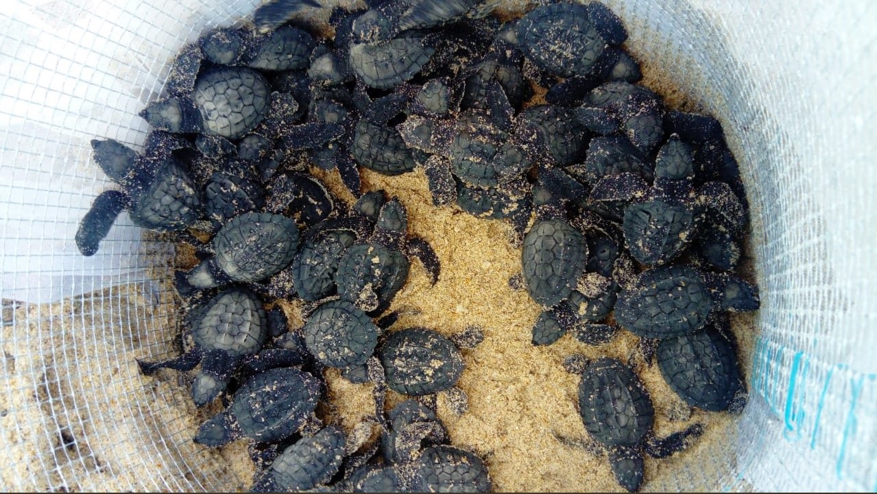 inicia nacimientos de tortugas lora en tamaulipas