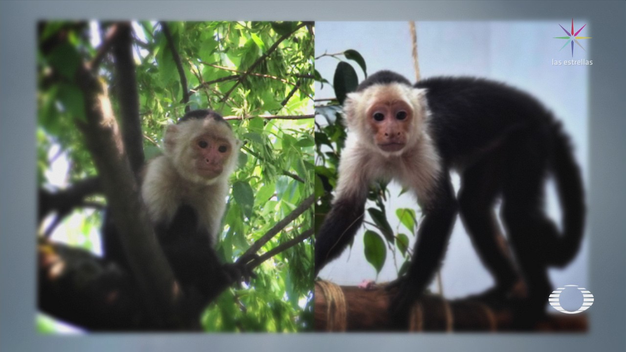 Mejora Salud Mono Capuchino Capturado Cdmx
