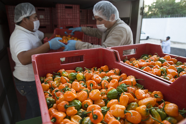 México se coloca como potencia agroalimentaria en el mundo