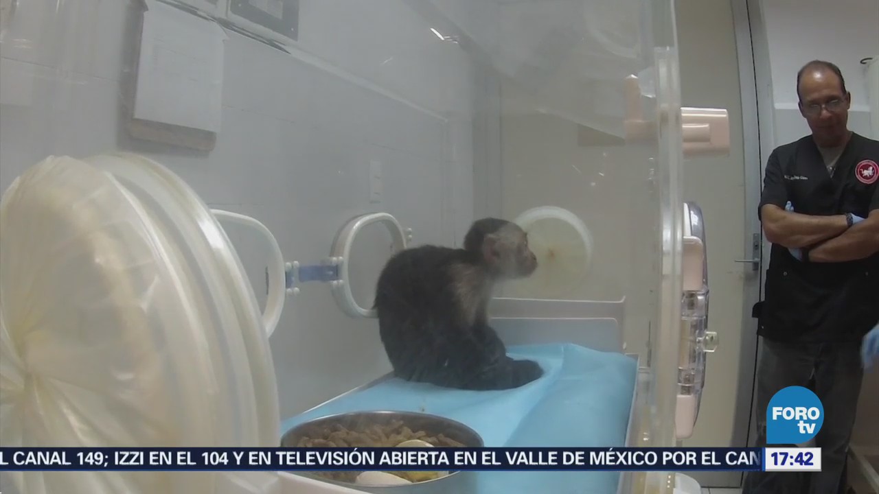 Mono Capuchino Las Lomas Sale Incubadora