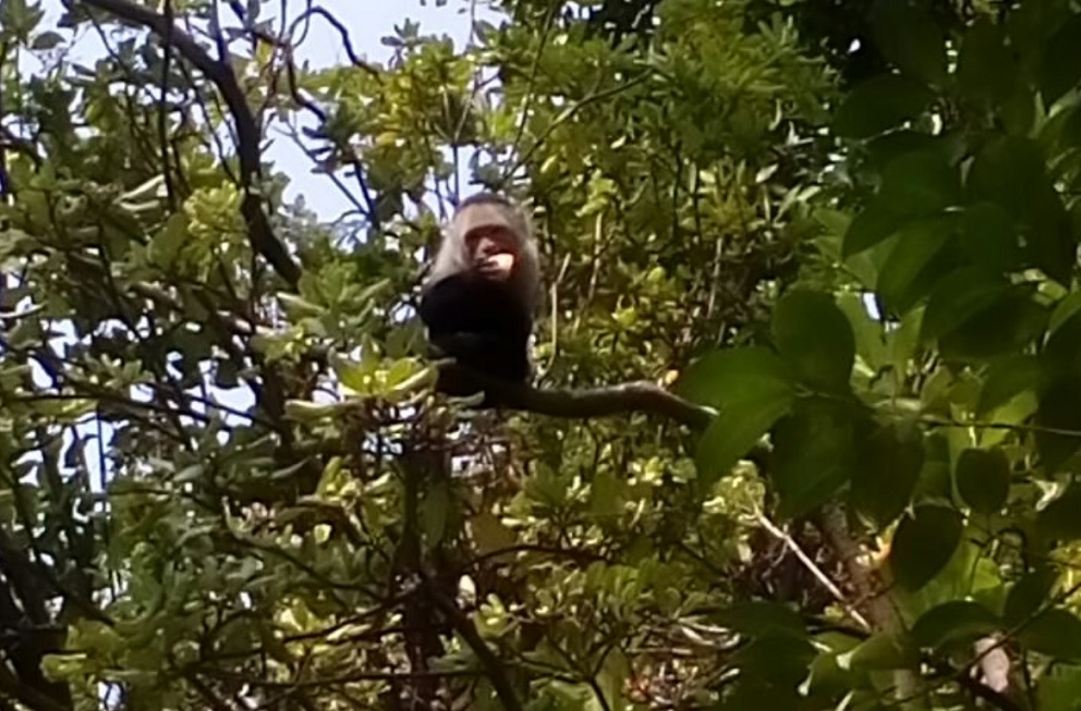 Mono capuchino de Las Lomas, clínicamente sano
