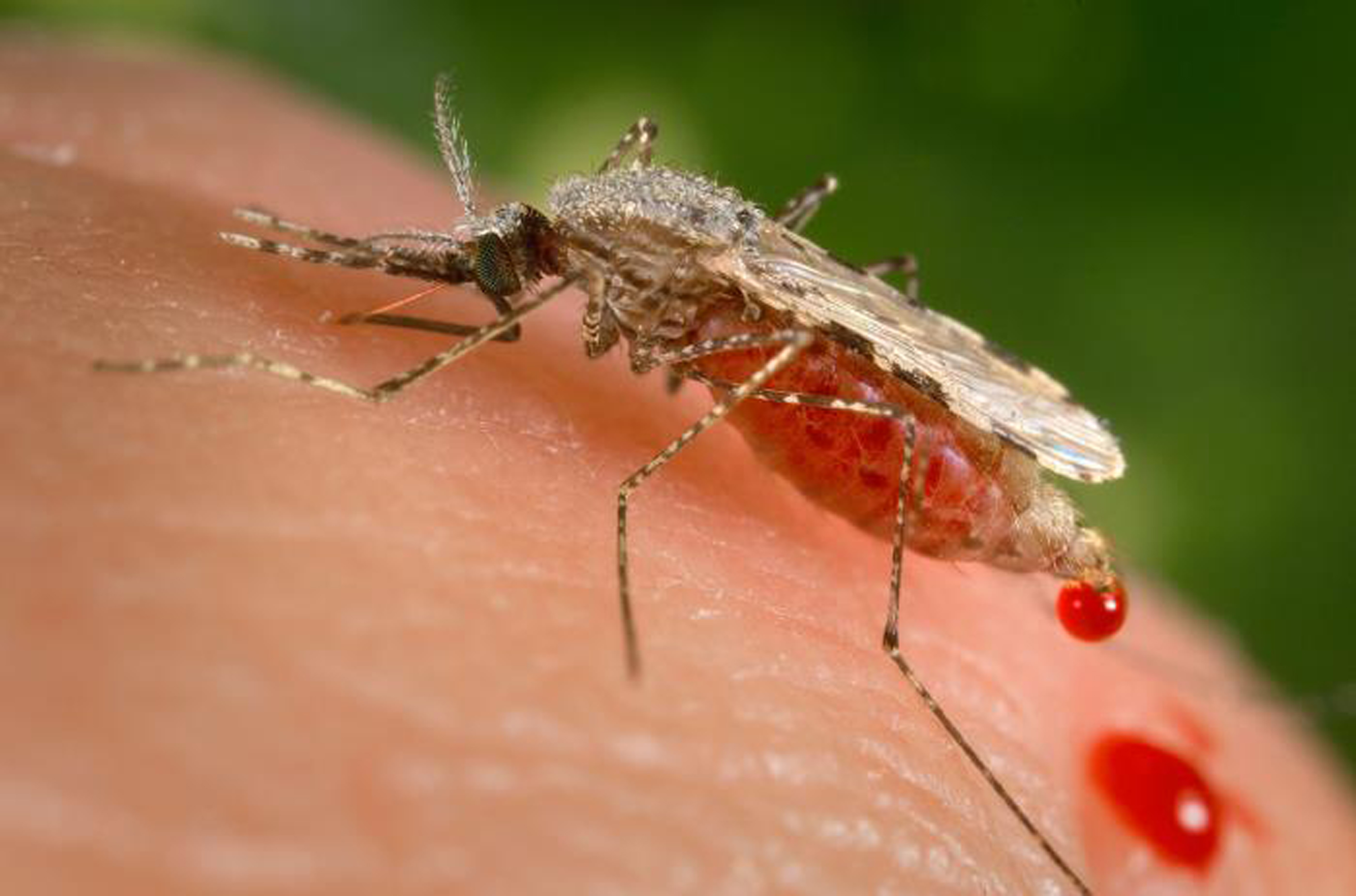 Oaxaca sigue libre de paludismo, mantiene acciones de prevención