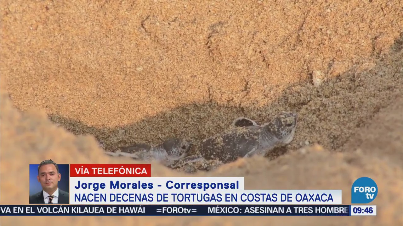 Nacen decenas de tortugas en costas de Oaxaca