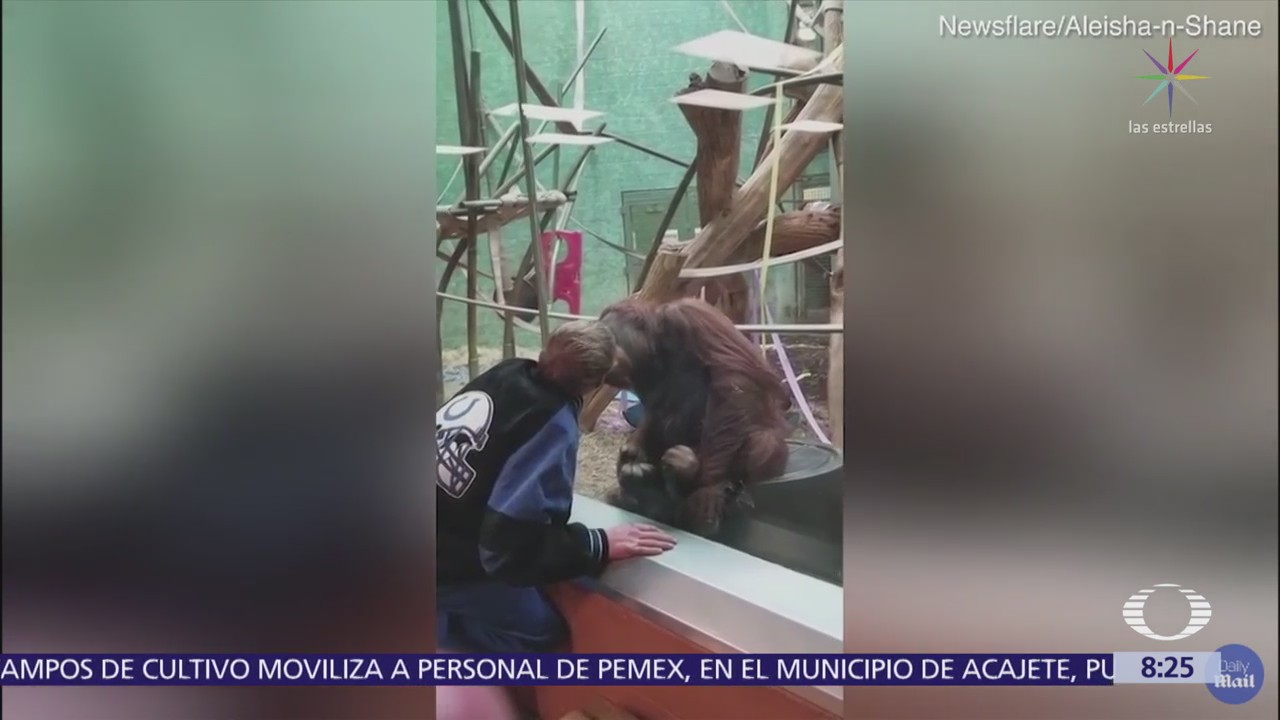Orangután besa a visitante de zoológico