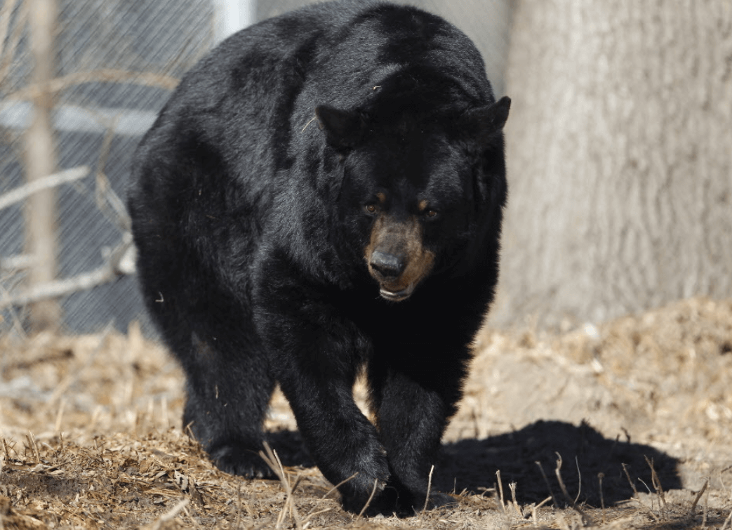Un oso negro ataca a una nina en EU