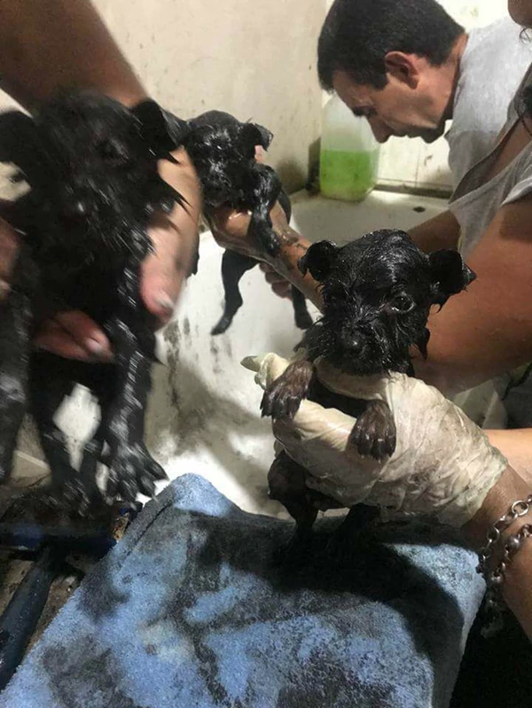 Rescatan perritos cubiertos de petróleo