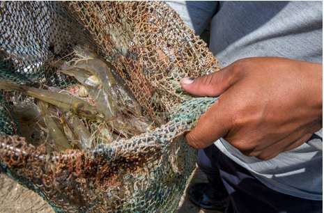 Inicia veda de pesca de camarón en Golfo de México