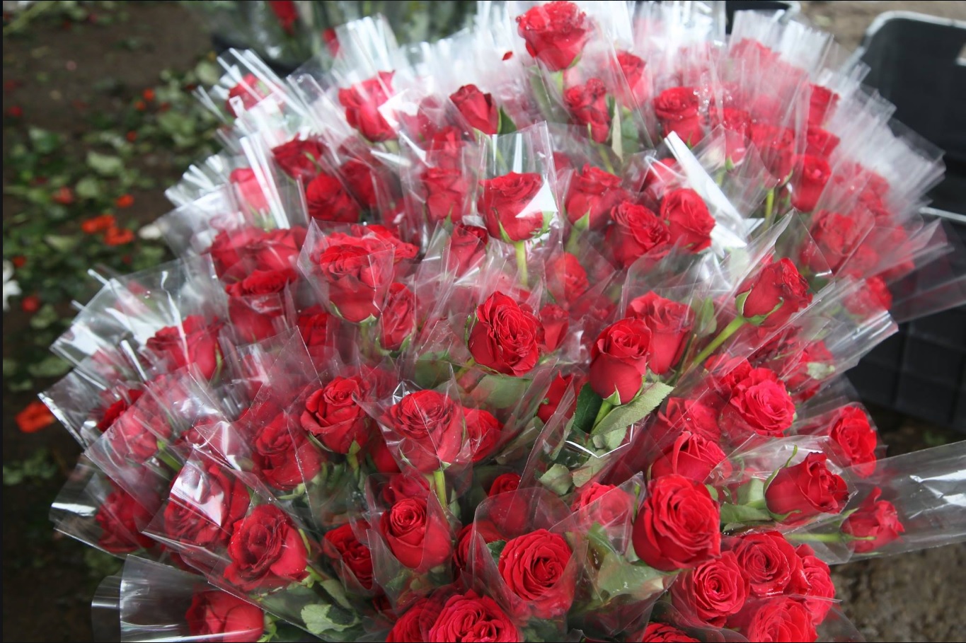 Atlixco venderá 35 mil toneladas de rosas por Día de Madre