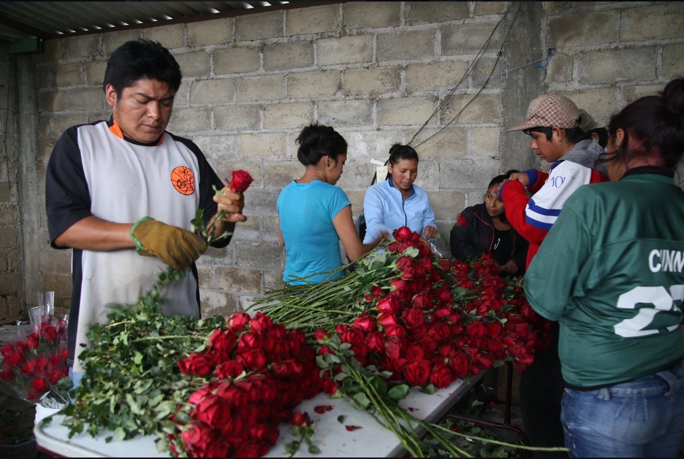 Atlixco venderá 35 mil toneladas de rosas por Día de Madre