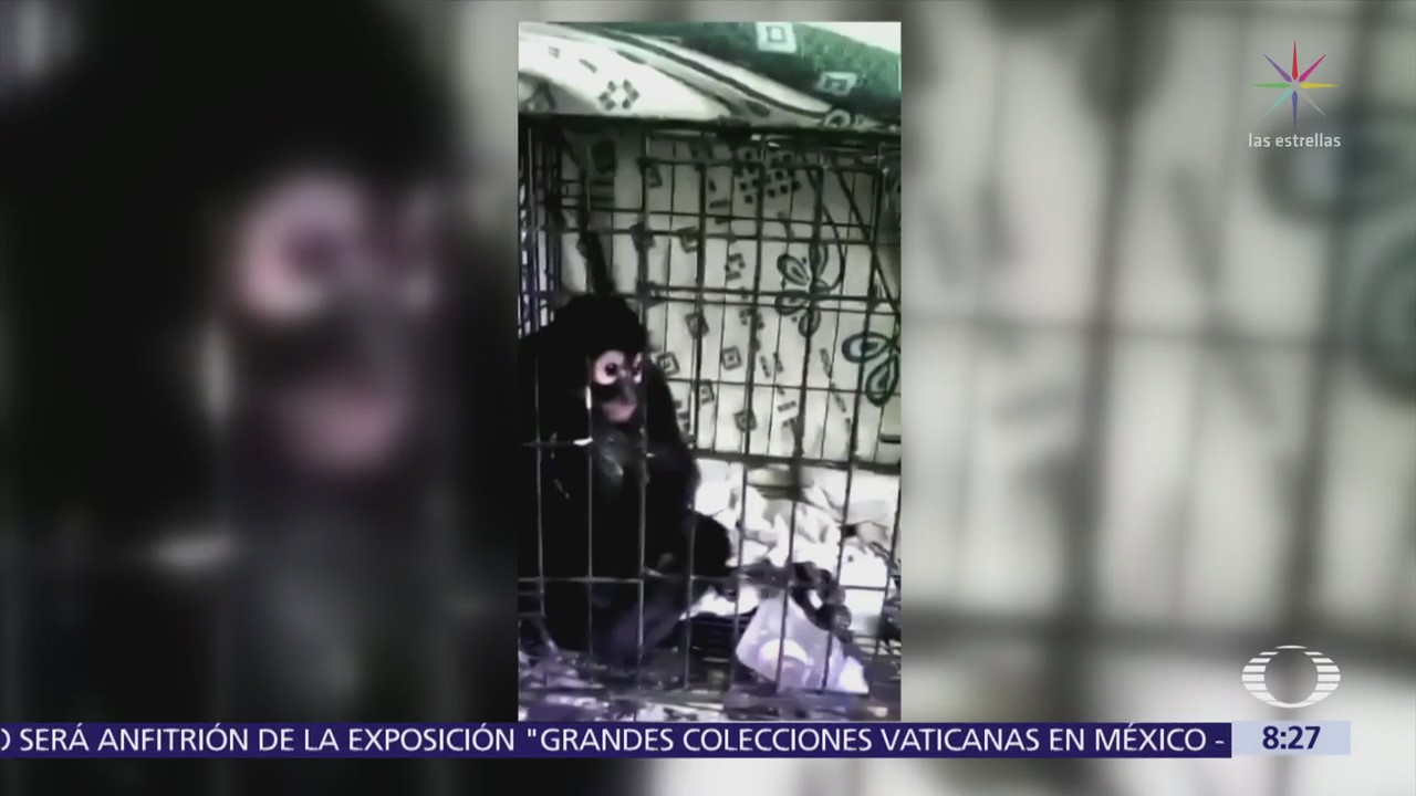 Rescatan a mono araña de incendio en Iztacalco