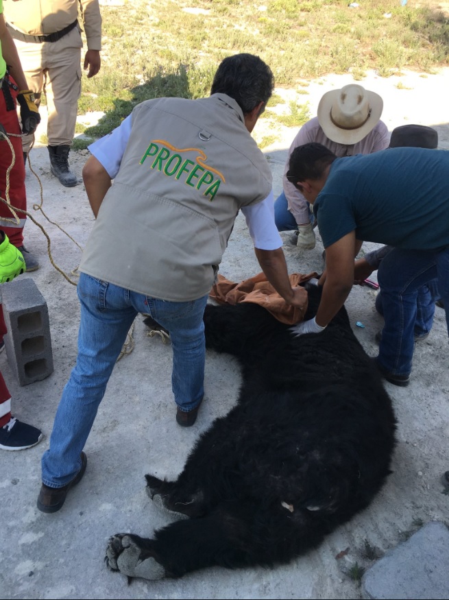 rescatan a oso negro que entró a casa galena nuevo león