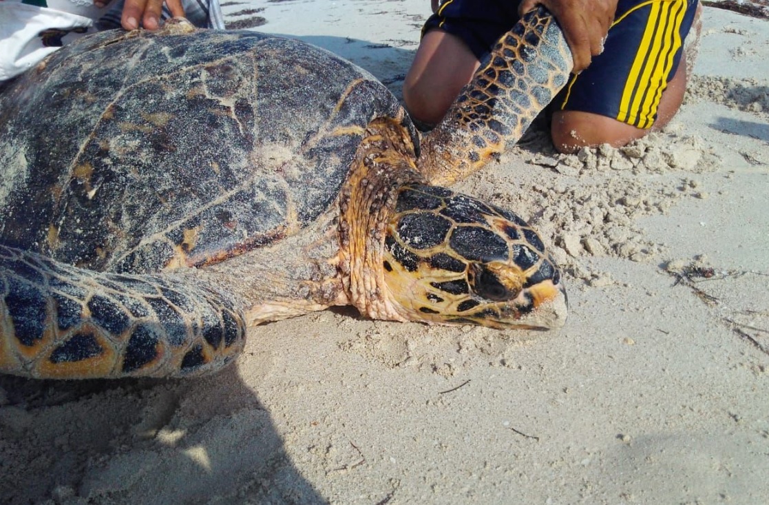Rescatan a tortuga carey varada en biosfera de Yucatán