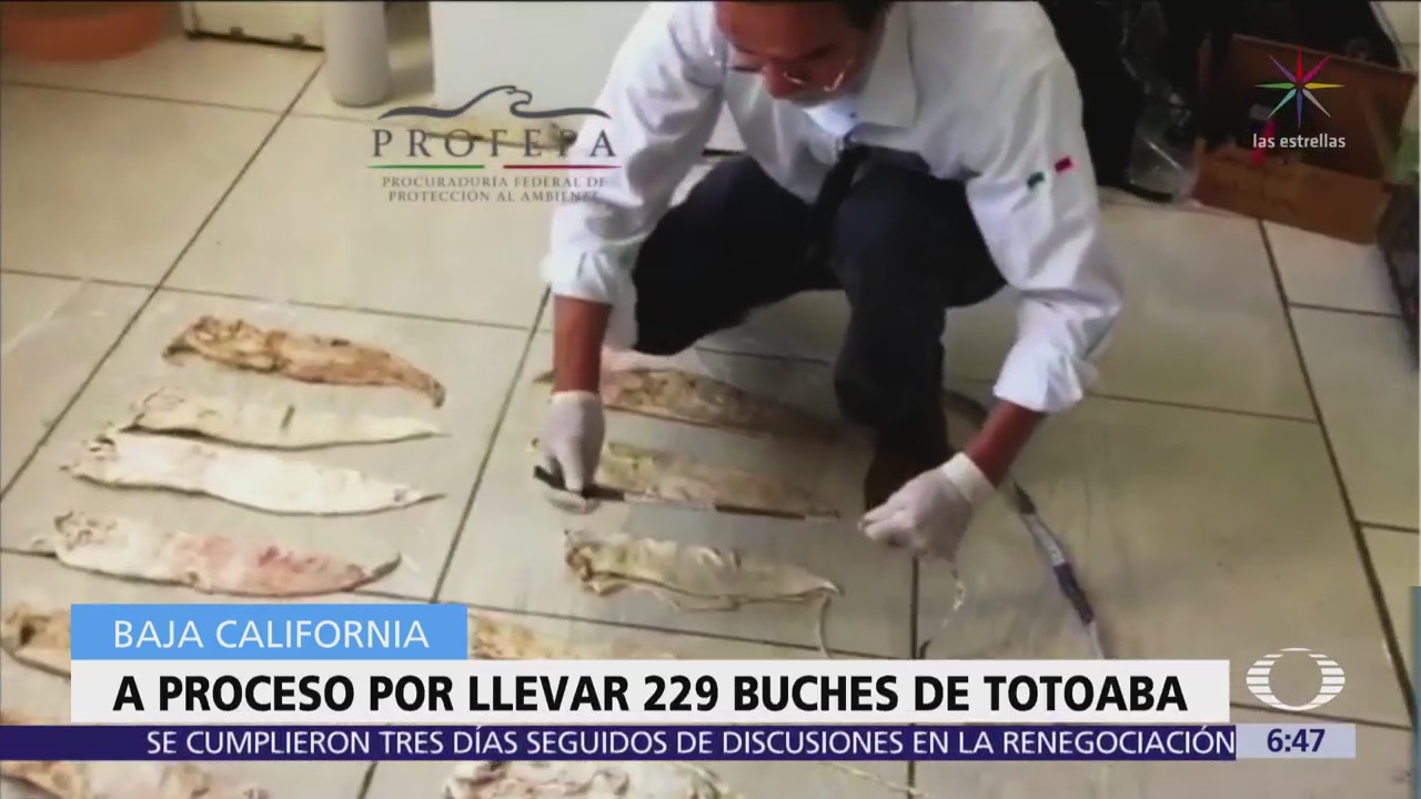 Vinculan a proceso a traficante de buche de totoaba en Baja California
