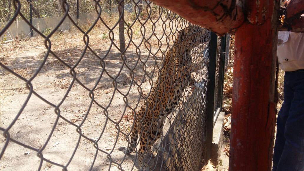 Profepa traslada a dos ejemplares de jaguar a un santuario en CDMX