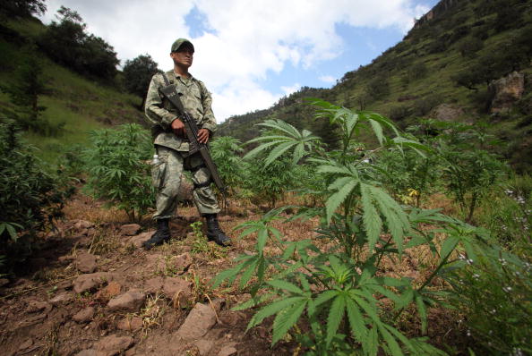 Productores de marihuana y amapola en Guerrero piden legalizar cultivos