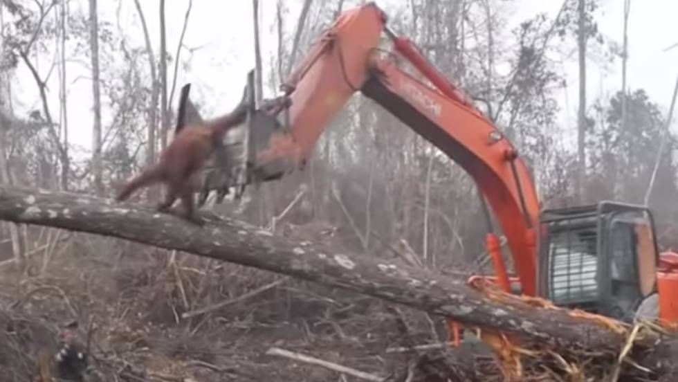 Orangután enfrenta excavadora Destruye hábitat Indonesia