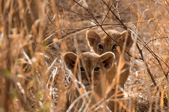 Nacen tres leones africanos en Unidad de Conservación de Puebla