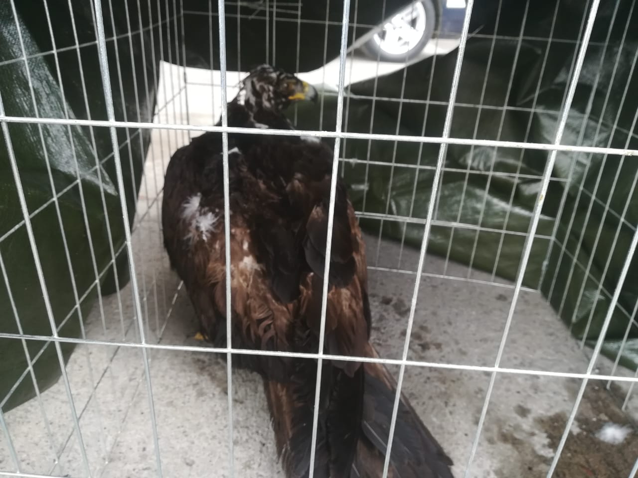 PF rescata un águila real en carretera de Nayarit