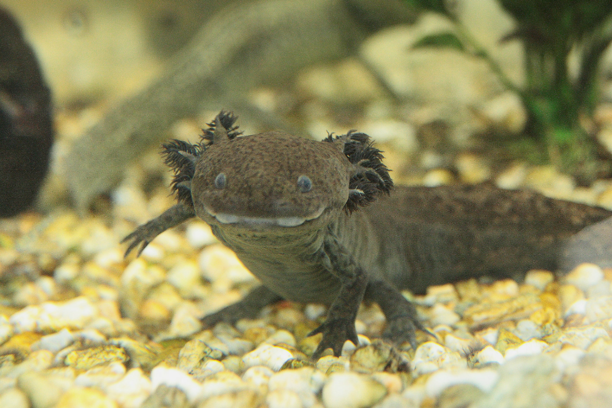 Ajolote-Axolotl-Monjas-Especies-Endemicas-Criadero-ajolotes,-Convento-Pátzcuaro-ajolote