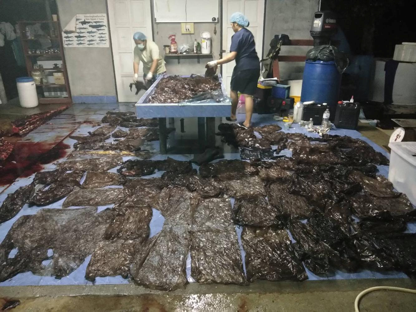 IMÁGENES FUERTES: Ballena muere en Tailandia con 80 bolsas de plástico en el estómago