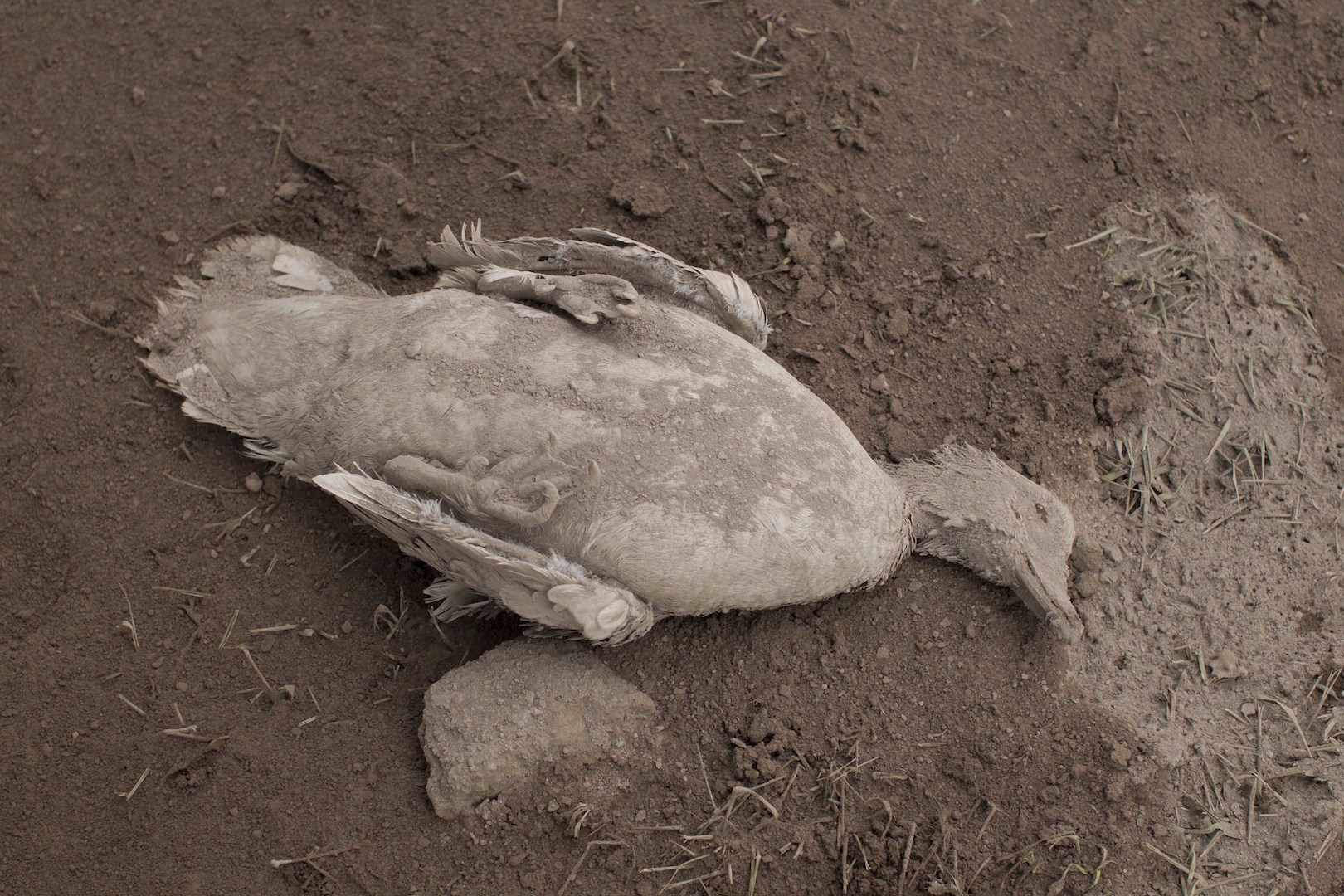 Cadaver de un pato bajo las cenizas producto de la erupción en Guatemala