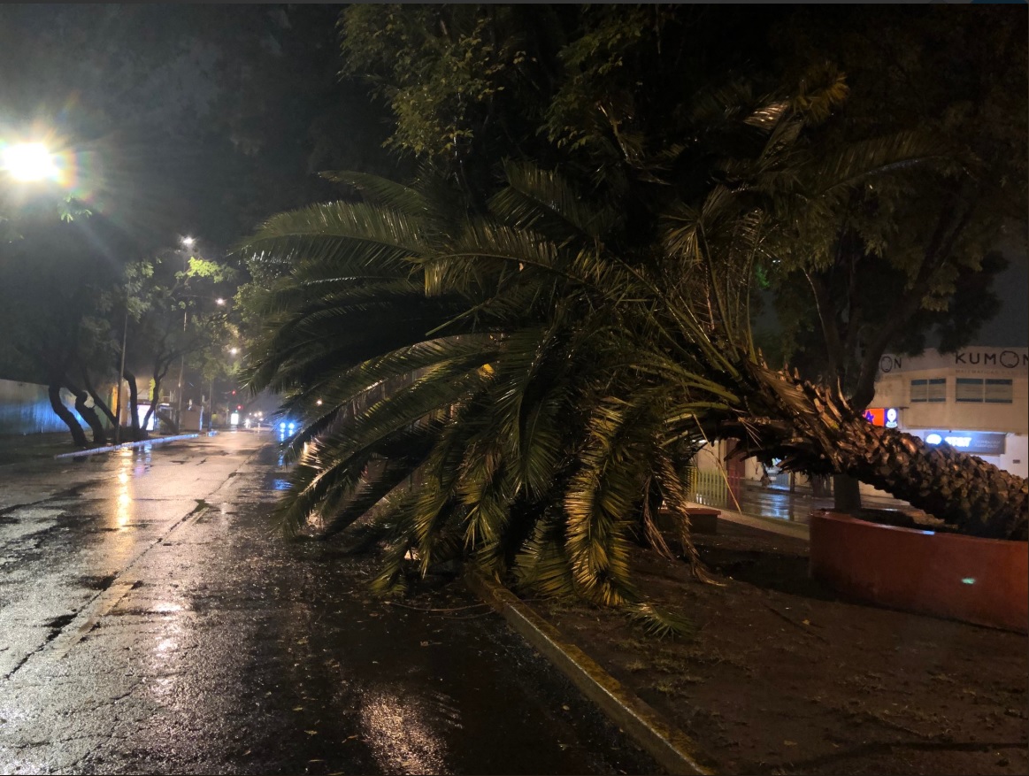 Lluvia en la CDMX provoca caída de árboles y accidentes vehiculares