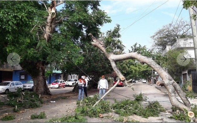 Lluvias provocan la caída de tres árboles en Coatzacoalcos