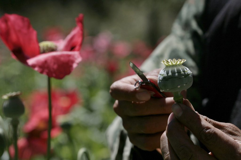 Campesinos de Guerrero cambian la amapola por marihuana
