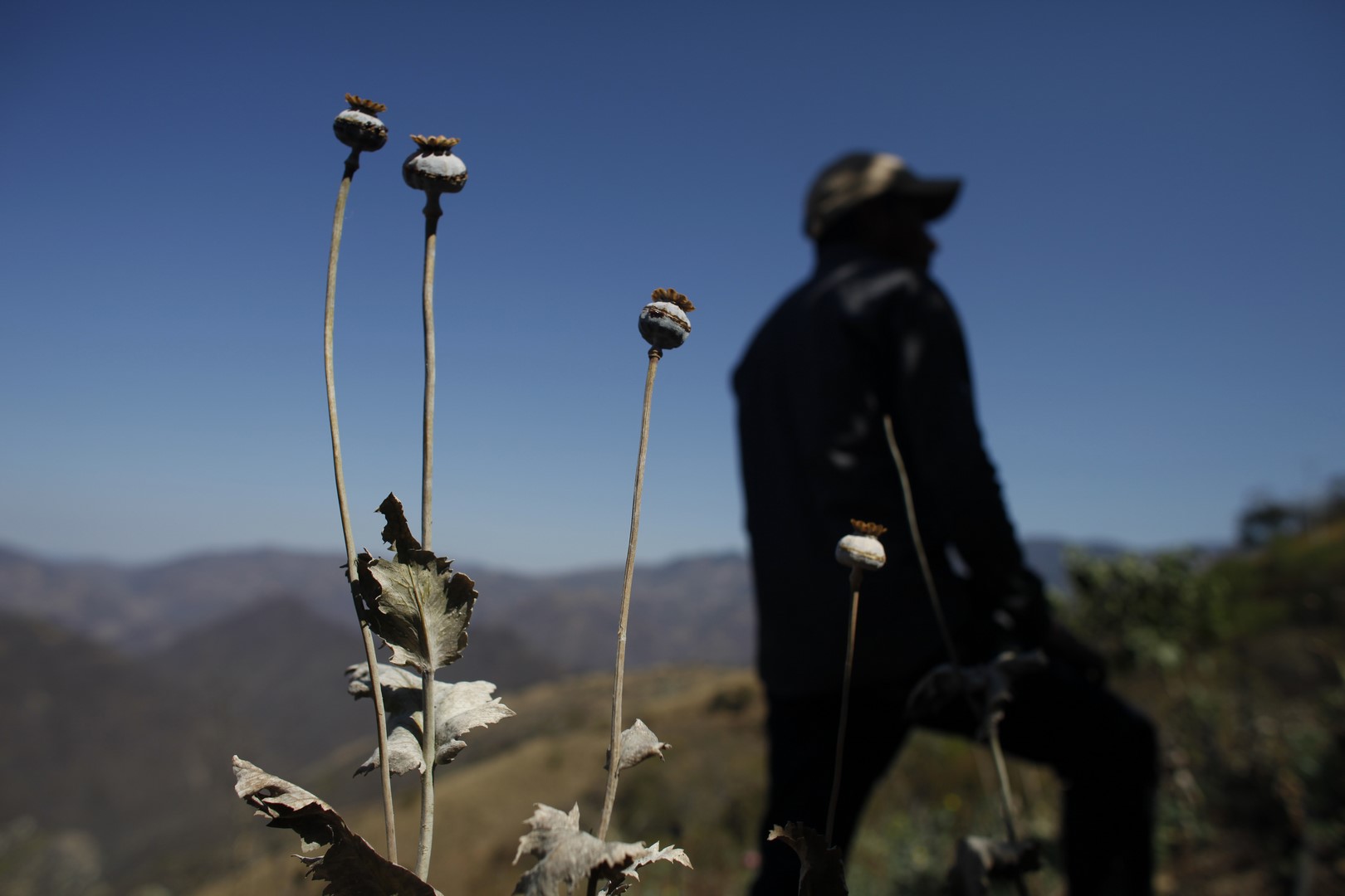 Campesinos de Guerrero cambian la amapola por marihuana