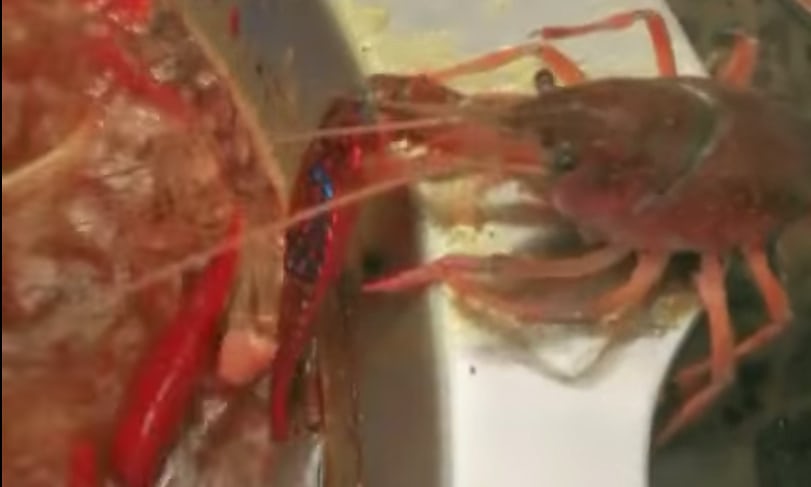 VIDEO: Cangrejo se arranca tenaza para escapar de una sopa hirviendo
