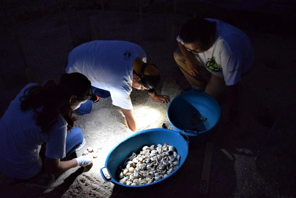 Campeche concientiza sobre la protección a la tortuga marina