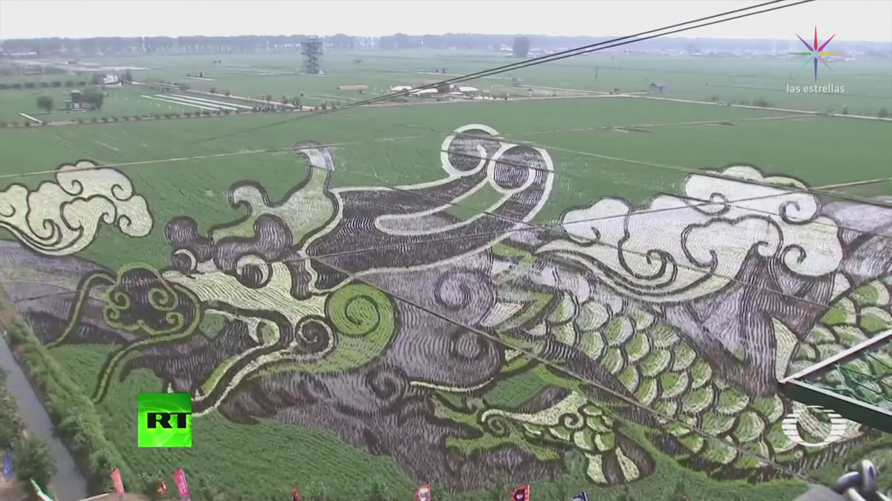 Crean obras arte en cultivos de arroz
