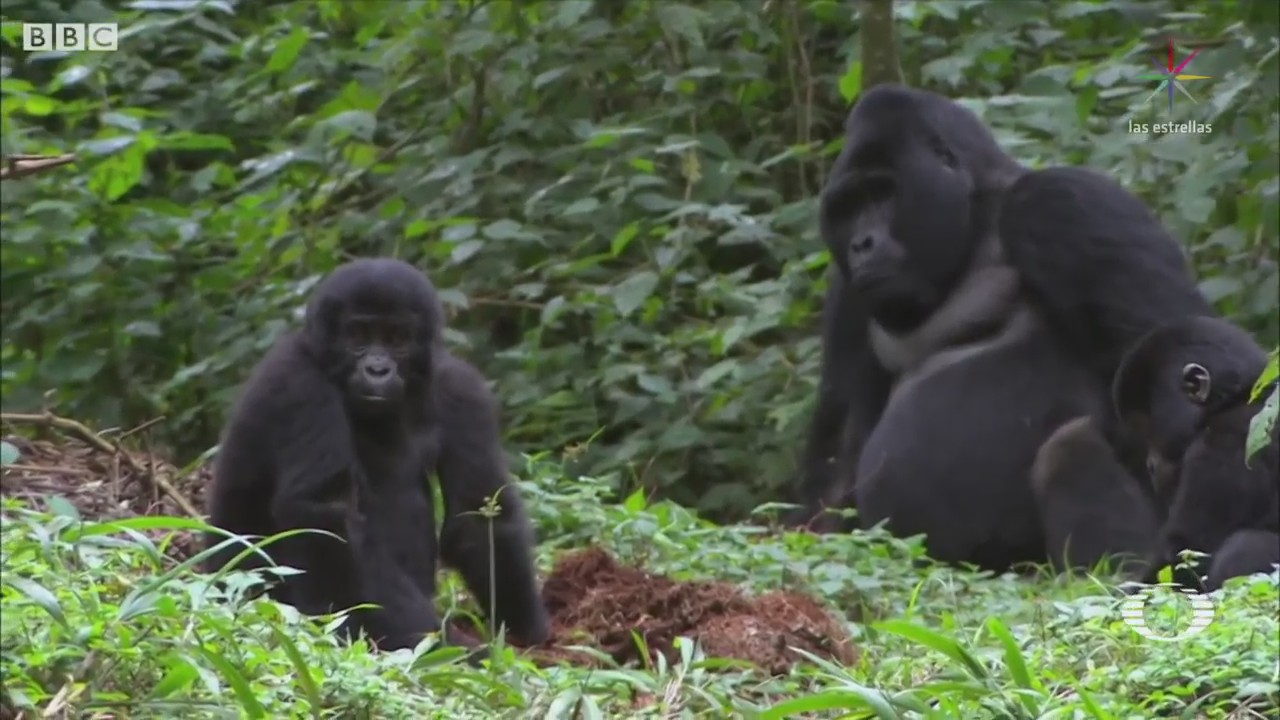 Crece Población Gorilas Países África Ecología