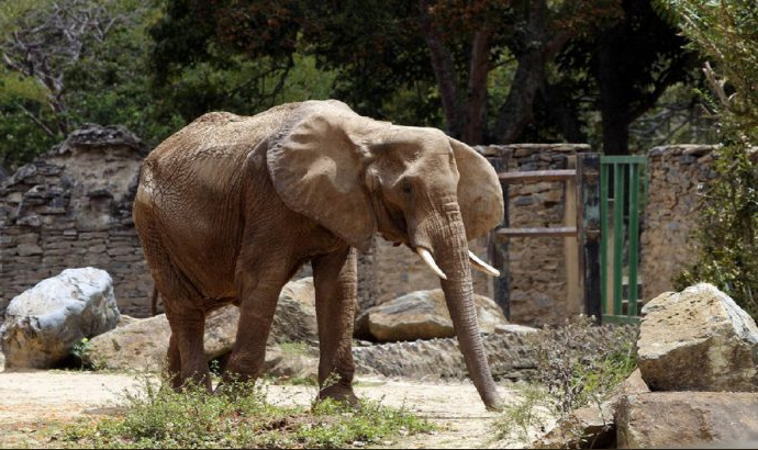Muere Ruperta, la elefanta que logró vivir 48 anos en cautiverio