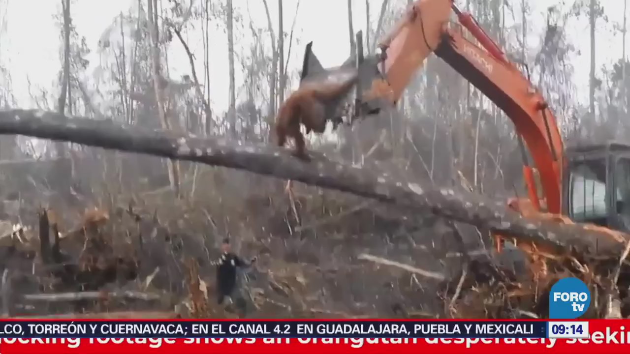 Extra Orangután pelea con una excavadora