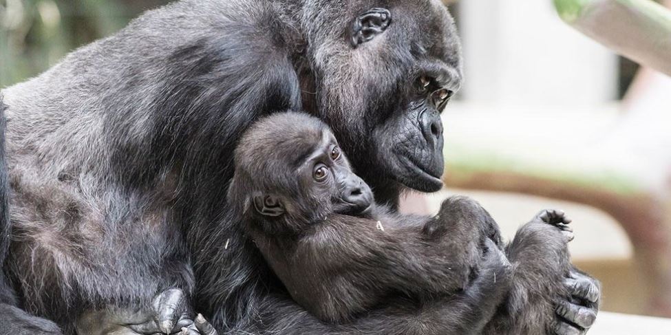 Primer gorila nacido en zoo europeo muere en Basilea, Suiza
