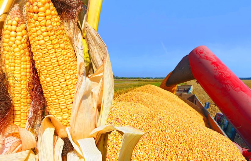 México estudia imponer aranceles a maíz y soja