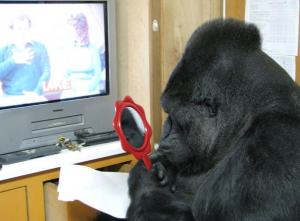 Gorila Koko frente al espejo. (@kokotweets)